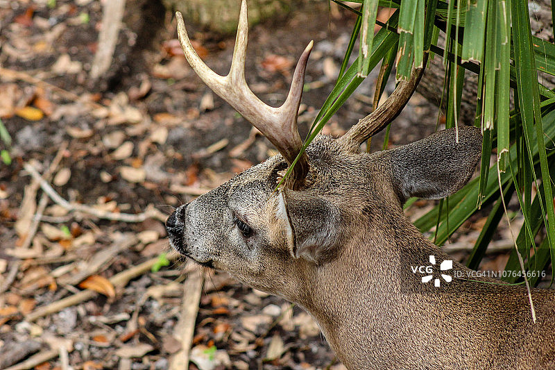 小 Key 鹿图片素材