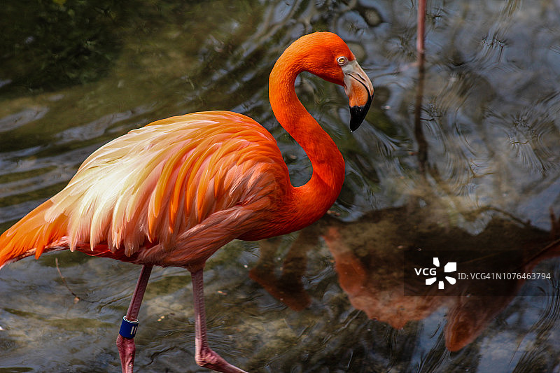 加勒比海火烈鸟图片素材