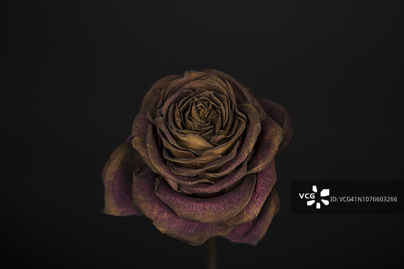 干燥的花图片素材