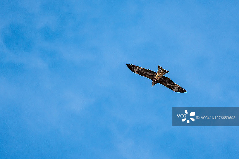 蓝天下飞翔的鹰的仰视角度图片素材
