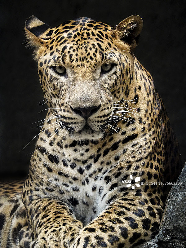 看着镜头的豹子图片素材