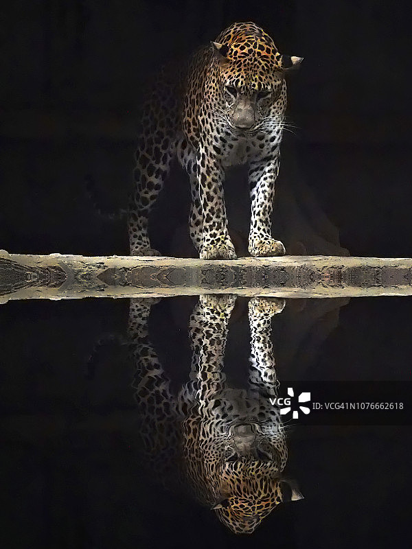 猎豹看着自己的脸图片素材