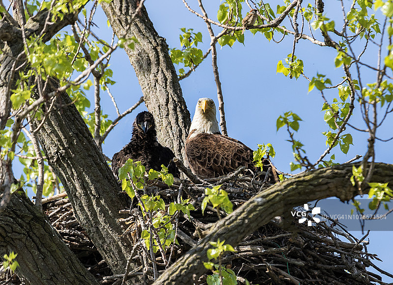创意简报：自然与野生动物——鹰巢图片素材