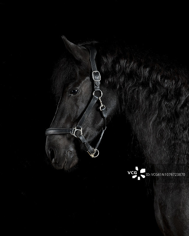 黑马影棚肖像图片素材