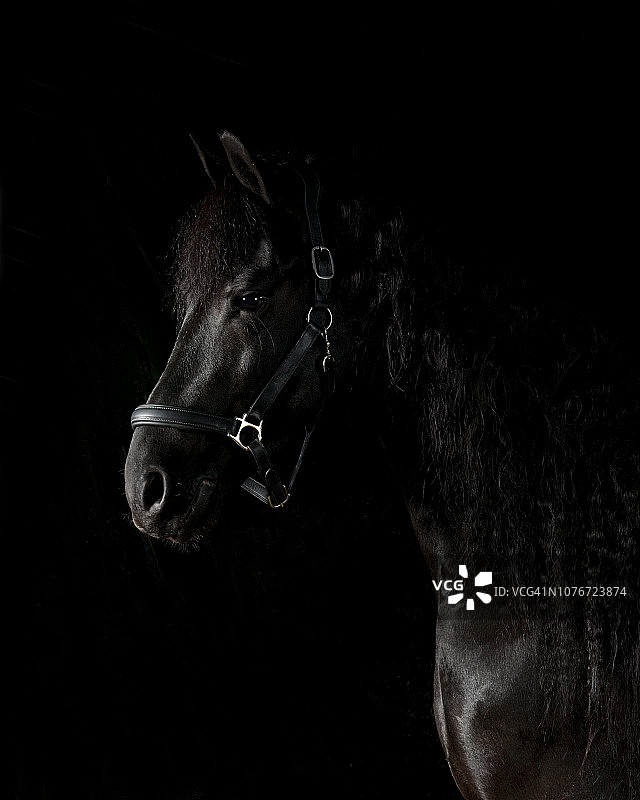 黑马影棚肖像图片素材