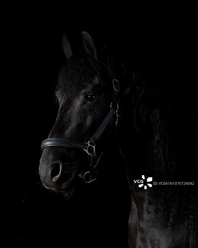 黑马影棚肖像图片素材