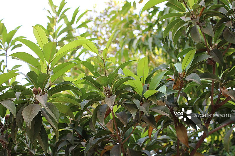 人参果图片素材