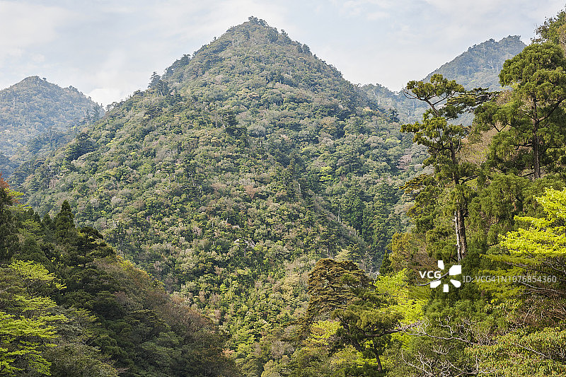 日本屋久岛的巨大古老雪松树图片素材