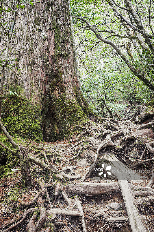 日本屋久岛的巨大古老雪松树图片素材