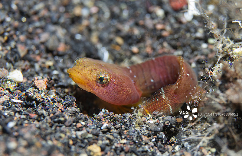 岸壁鱼图片素材