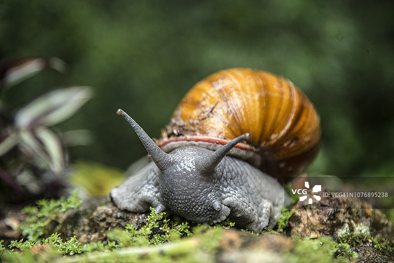 蜗牛图片素材
