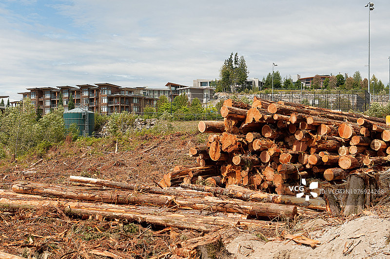 近期在加拿大不列颠哥伦比亚省斯阔米什Mamquam FSR沿线居民区采伐木材图片素材