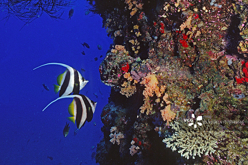 珊瑚墙上的一对丝蝴蝶鱼图片素材