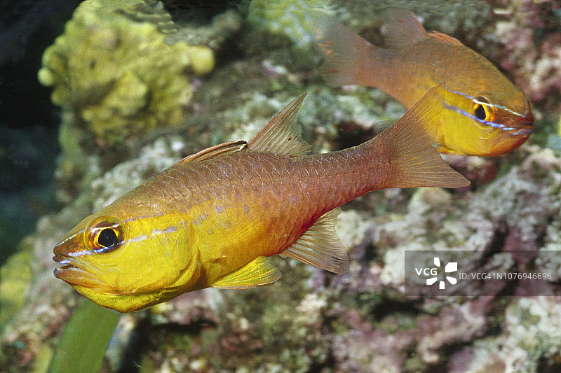 金腹天竺鲷图片素材