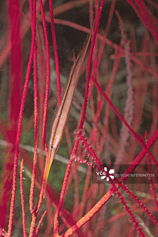 管口鱼藏身于鞭珊瑚中图片素材