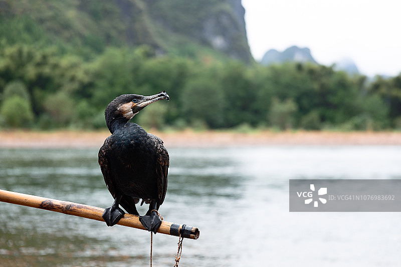 栖息在竹竿上的鸬鹚图片素材