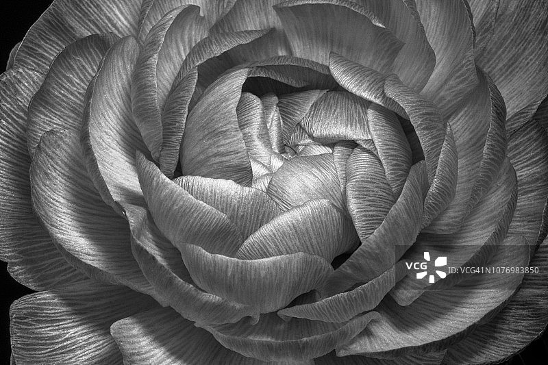 毛茛属植物图片素材