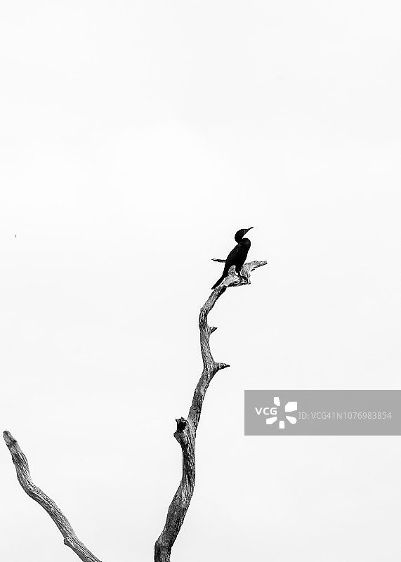 简约黑白图像图片素材