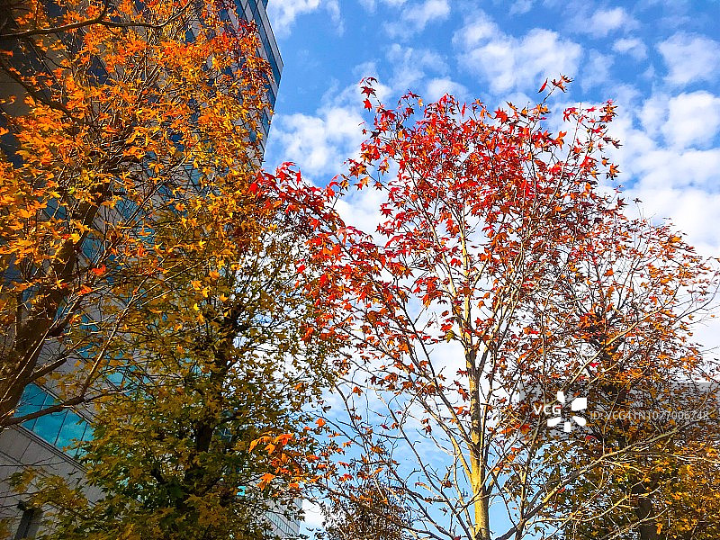 办公楼和蓝天下秋叶色的枫香树图片素材