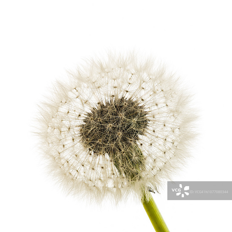 草本植物蒲公英的种子头图片素材