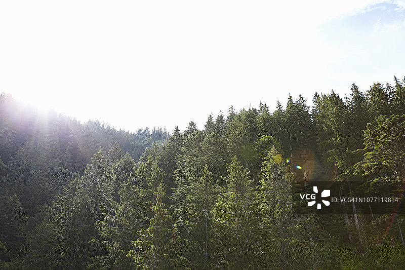 阳光照射下的阿尔卑斯森林图片素材