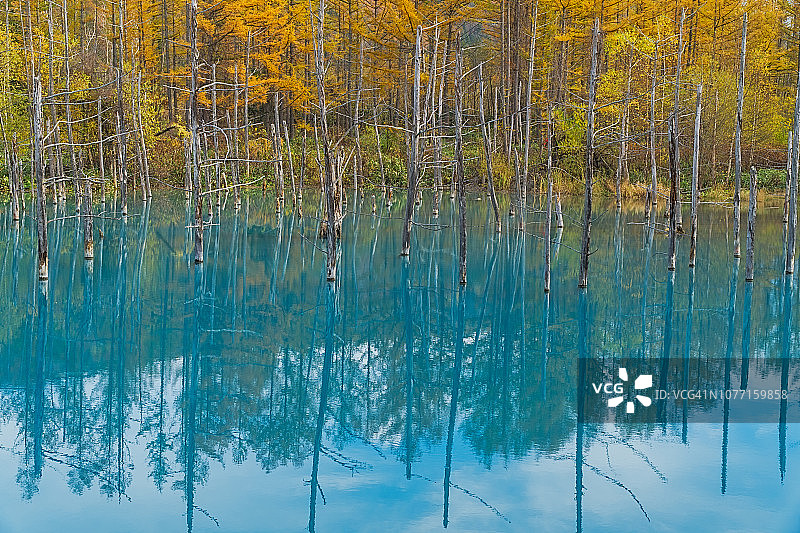 秋季的蓝色池塘，日本北海道图片素材