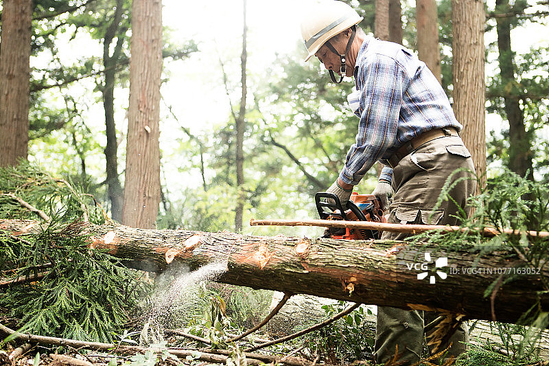伐木工人切割倒下的树木图片素材