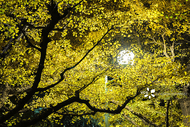 东京银杏树大道秋叶景观（傍晚）图片素材