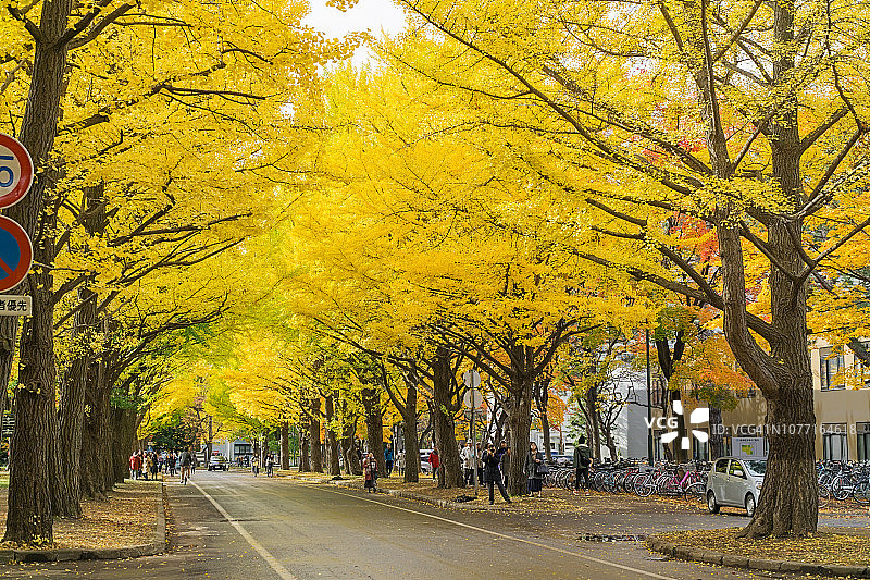 日本北海道大学的银杏大道图片素材