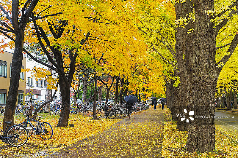 日本北海道大学的银杏大道图片素材