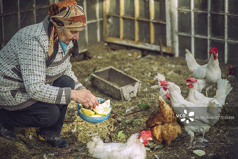 年长的女人在农场喂鸡图片素材