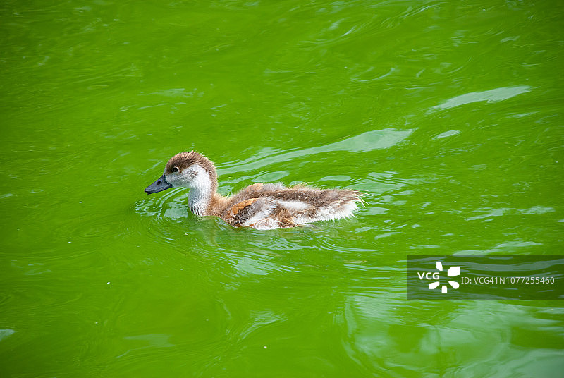 红麻鸭幼鸟图片素材