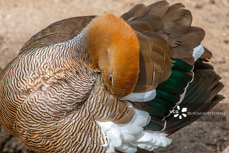 灰头麦哲伦雁图片素材