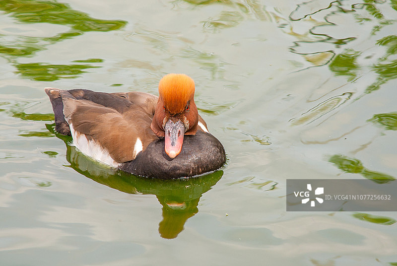 红头潜鸭图片素材