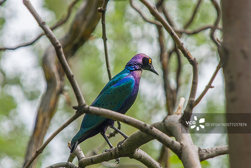 紫辉椋鸟图片素材