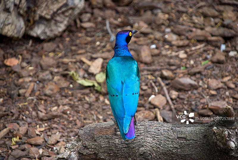 紫辉椋鸟图片素材