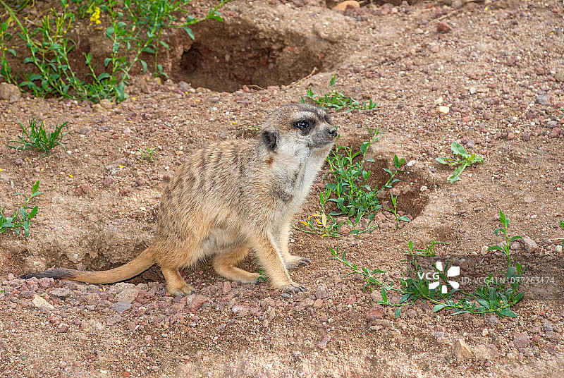 蹲伏的狐獴图片素材