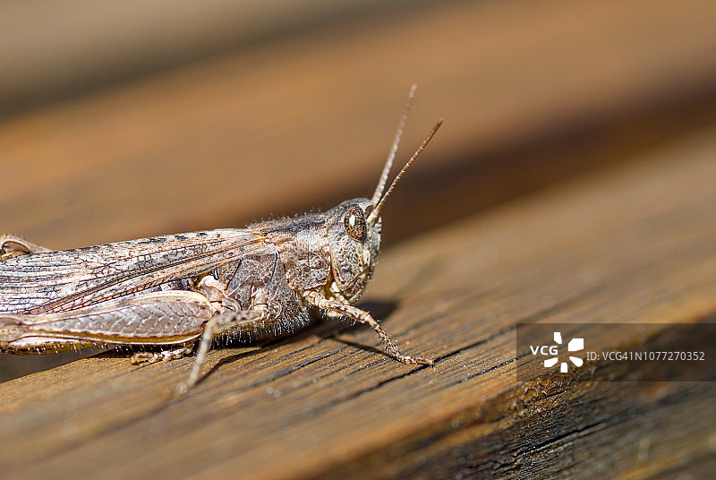 褐蚱蜢图片素材
