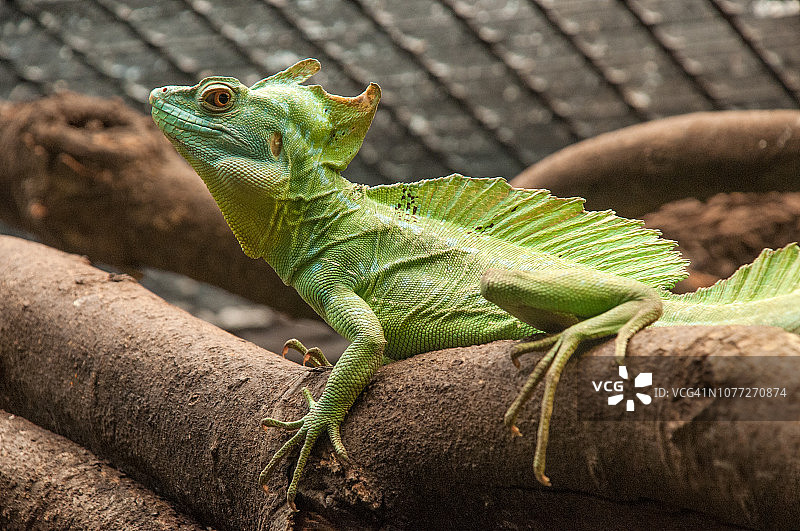 绿色蛇怪蜥蜴图片素材