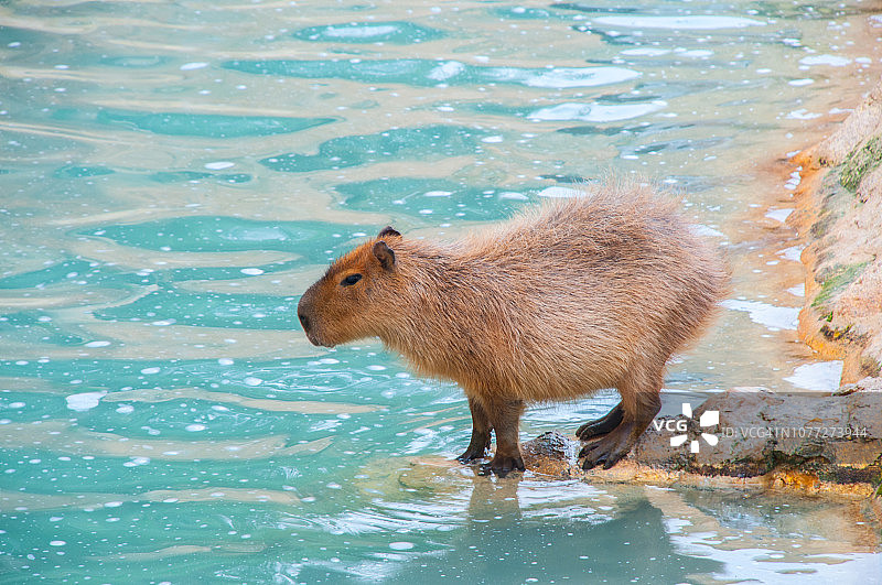 水豚侧视图图片素材