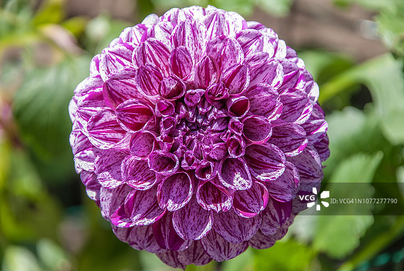 大理石球大丽花图片素材