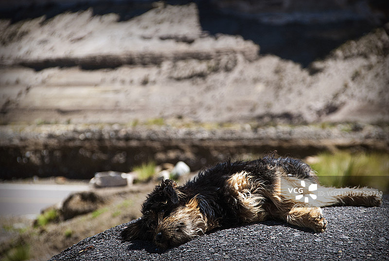 睡觉的狗图片素材