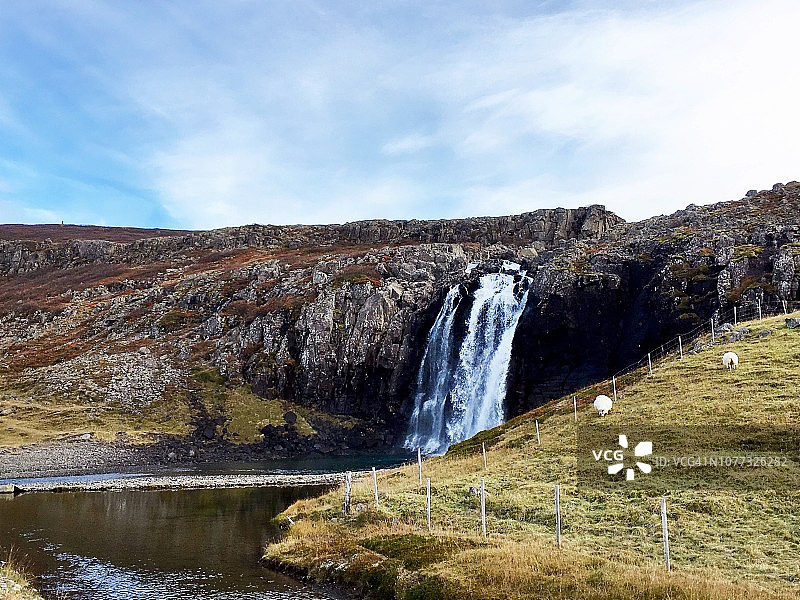 山坡上瀑布旁的绵羊图片素材