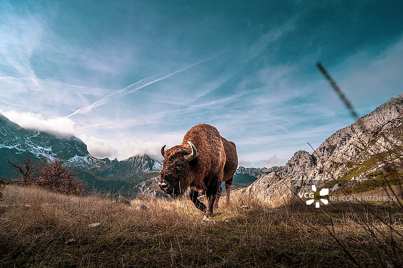 山中向相机走来的美丽野牛图片素材