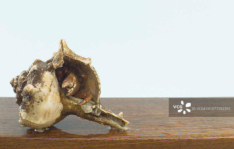 寄居蟹图片素材