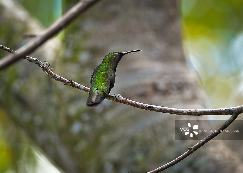 伊斯帕尼奥拉翠蜂，蓬塔卡纳，多米尼加共和国图片素材