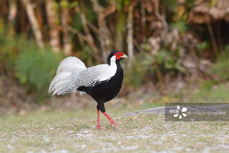 泰国黎府Phuluang野生动物保护区的银色野鸡图片素材