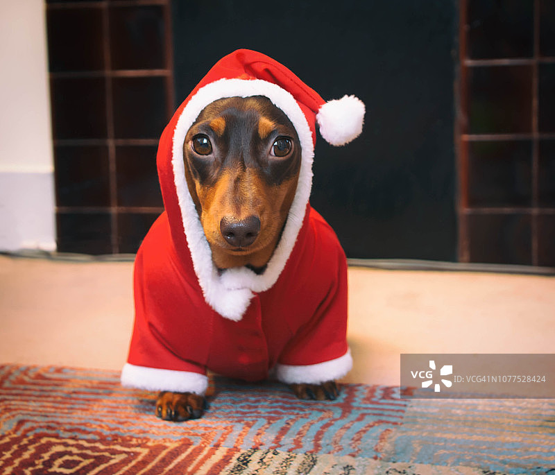 穿着圣诞老人服装的狗图片素材