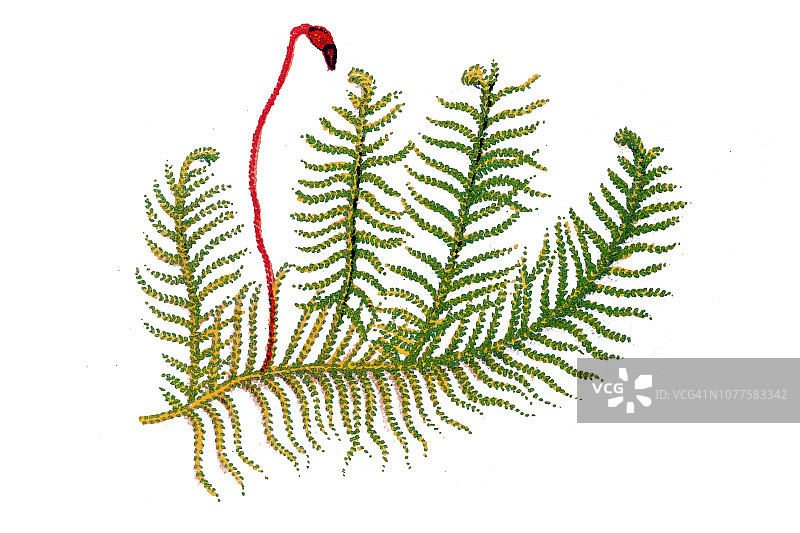 骑士羽苔图片素材