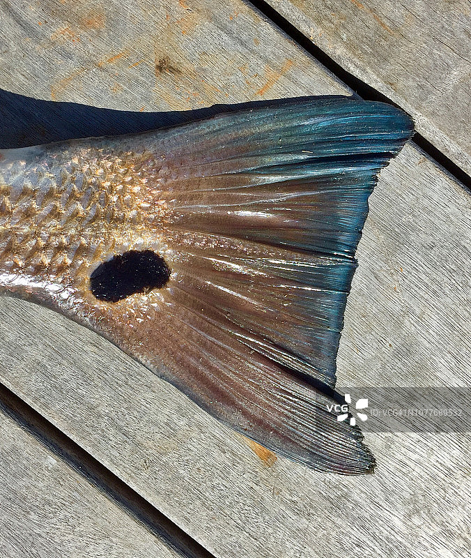 红鱼的蓝色尾巴图片素材